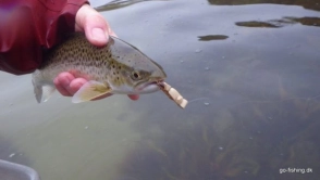 Small but greedy Small but greedy