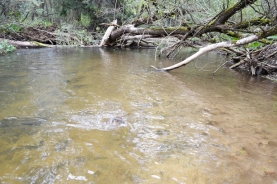 Fighting grayling in the jungle Fighting grayling in the jungle