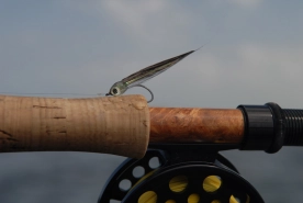 A fly can be a fish A fly can be a fish