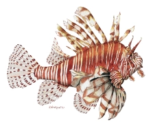 Lionfish Lionfish