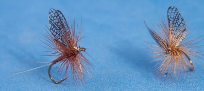 Veiled wings Veiled wings