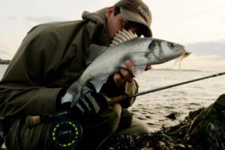 Razor sharp gill plates Razor sharp gill plates