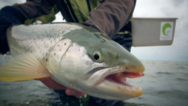 Fish are caught Fish are caught