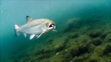 Under the surface Under the surface