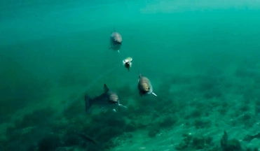 That's a fly! That's a fly!