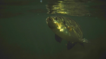 Ide under water Ide under water