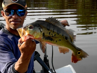 A Tucunaré Amarelinho A Tucunaré Amarelinho