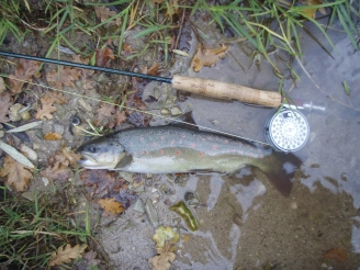 In the shallow In the shallow