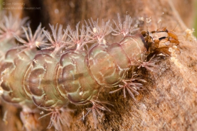 Rhyacophila Rhyacophila