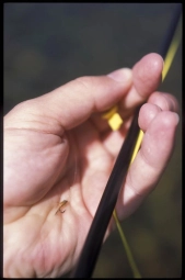 Hopper copper Hopper copper