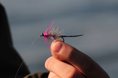 Polar Magnus Polar Magnus