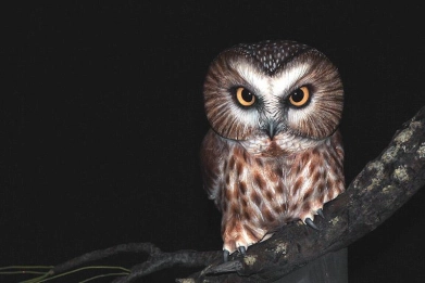 Wood carved saw-whet owl Wood carved saw-whet owl