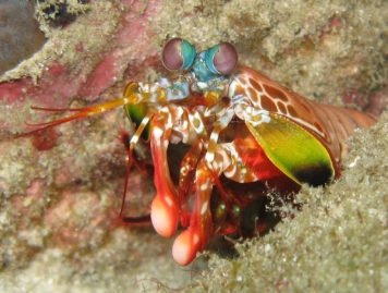 Mantis Shrimp Mantis Shrimp