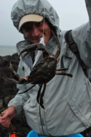 Hungry crab Hungry crab