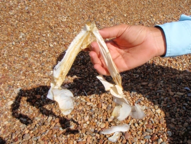 The remains of a Dinamarquesa... The remains of a Dinamarquesa...