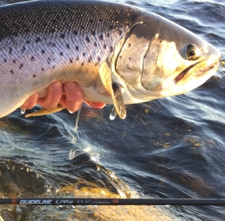 A large fish A large fish