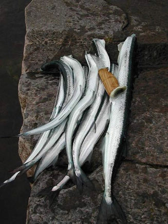 Cleaned garfish Cleaned garfish