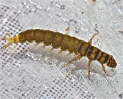 Hydropsyche Hydropsyche