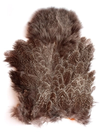 Brahma hen Brahma hen