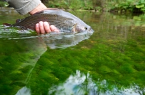 Pure muscle on a green carpet Pure muscle on a green carpet