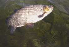 Ready for landing Ready for landing