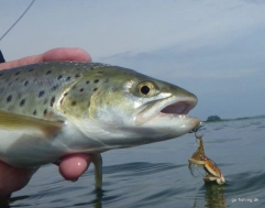 Tube treble Tube treble