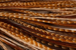 Light cree Light cree