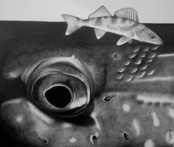 "Eye Spy" Northern Pike eye w/ walleye fingerling "Eye Spy" Northern Pike eye w/ walleye fingerling