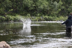 Salmon jump Salmon jump