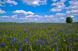 Estonian national flower Estonian national flower