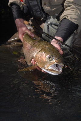 Ready to release Ready to release