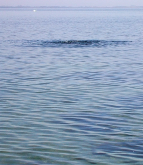 Pretty obvious Pretty obvious