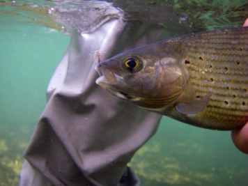 Where it belongs Where it belongs