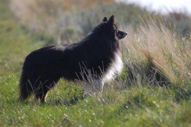 Always alert Always alert