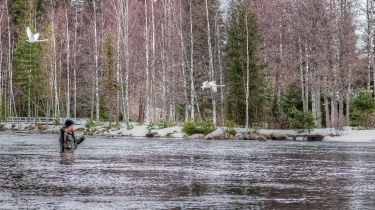 Swans and snow Swans and snow