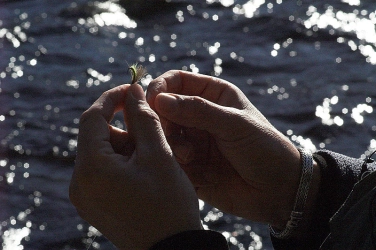 A generic fly A generic fly