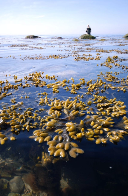 Foreground in focus Foreground in focus