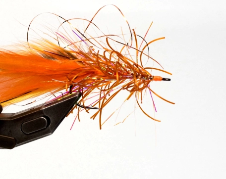 A messy fly A messy fly