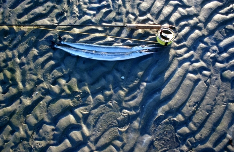 Fair weather fish Fair weather fish