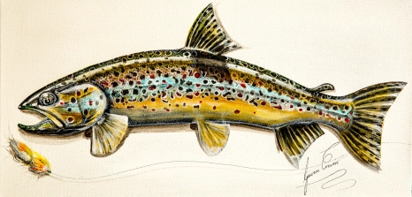 Trout Trout