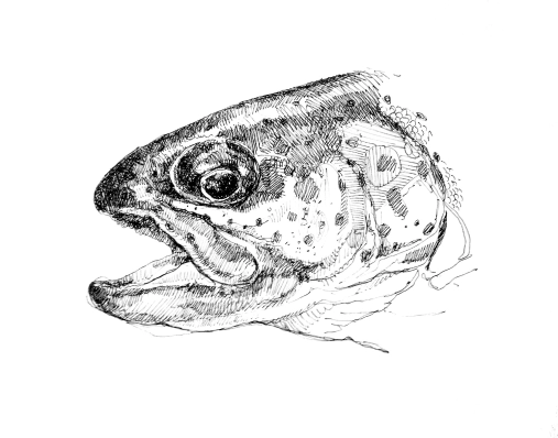 Trout drawing Trout drawing