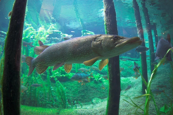 Too many fish... - image Too many fish... - image