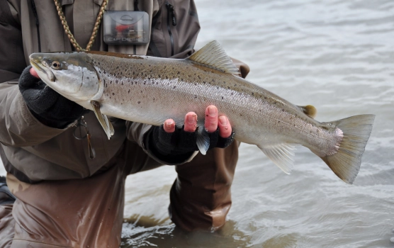 One fine fish, with my own fly, leader, and rod. One fine fish, with my own fly, leader, and rod.