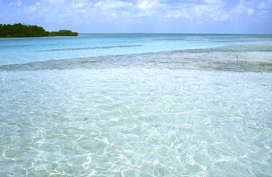 Bonefish turf Bonefish turf