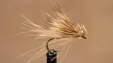 Video thumb for CDC & Elk