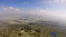 Video thumb for Fishing South Water Caye Belize