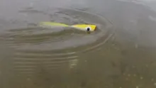 Video thumb for Saltwater Popper - Part 1 of 2