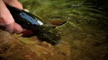 Video thumb for Sept. Spring Creeks