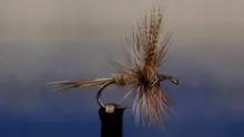 Video thumb for Dorato Hare's Ear