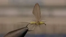 Video thumb for Thorax Style Sulphur Dun